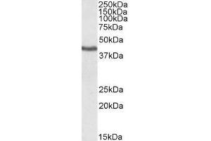 ABIN184727 (1µg/ml) staining of Human Heart lysate. (KLF3 Antikörper  (N-Term))