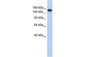 Western Blotting (WB) image for anti-Synaptojanin 1 (SYNJ1) antibody (ABIN2458507) (Synaptojanin 1 Antikörper)