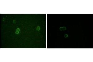 Immunofluorescence analysis of methanol-fixed L-02 (left) and Cos7 (right) cells using ApoM antibody showing cytoplasmic and membrane localization.