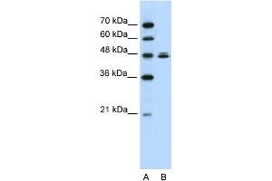 WB Suggested Anti-HSPBAP1 Antibody Titration:  0. (HSPBAP1 Antikörper  (C-Term))