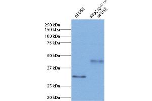 293 cell expression of MUC16c57-114-pFUSE-hIgG1-Fc2 fusion protein was resolved by electrophoresis, transferred to PVDF membrane, and probed with Mouse Anti-Human IgG1 Fc-HRP (Maus anti-Human IgG1 (Fc Region) Antikörper (HRP))