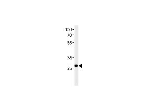 Ipf Antibody (C-term) (ABIN392141 and ABIN2841873) western blot analysis in U-937 cell line lysates (35 μg/lane). (PDX1 Antikörper  (C-Term))