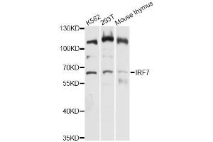 Western blot analysis of extracts of various cell lines, using IRF7 antibody (ABIN5995679) at 1:3000 dilution. (IRF7 Antikörper)