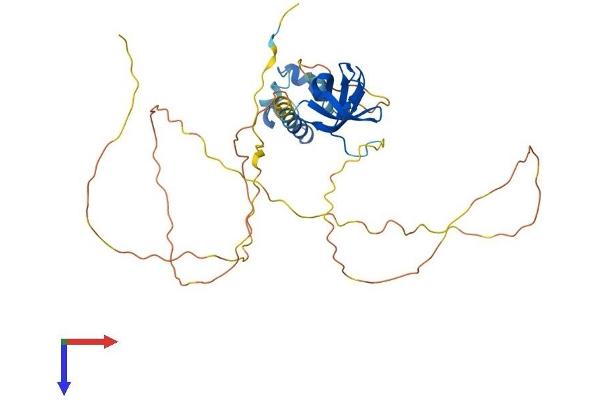 SAMSN1 Protein (AA 1-373) (His tag)