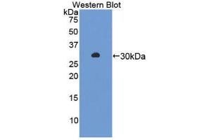 Western Blotting (WB) image for anti-Amylase alpha 2, Pancreatic (AMY2) (AA 22-257) antibody (ABIN1866666) (AMY2 Antikörper  (AA 22-257))