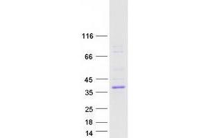 Validation with Western Blot (ASPHD2 Protein (Myc-DYKDDDDK Tag))