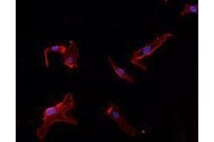 Immunofluorescence (IF) image for anti-Platelet/endothelial Cell Adhesion Molecule (PECAM1) antibody (ABIN2664550) (CD31 Antikörper)