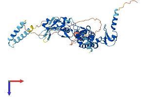 DEF8 Protein (AA 1-448) (His tag)