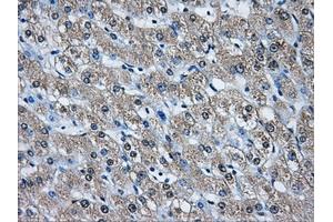 Immunohistochemical staining of paraffin-embedded pancreas tissue using anti-AKR1A1mouse monoclonal antibody. (AKR1A1 Antikörper)