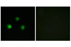 Immunofluorescence (IF) image for anti-Mismatch Repair Protein 2 (MSH2) (Internal Region) antibody (ABIN2843737) (MSH2 Antikörper  (Internal Region))