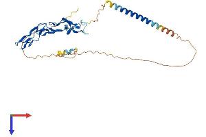 Ectodysplasin A2 Receptor Protein (EDA2R) (AA 1-297) (His tag)