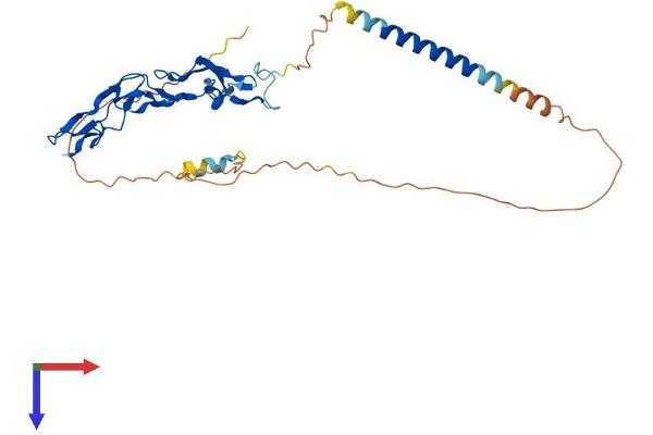 Ectodysplasin A2 Receptor Protein (EDA2R) (AA 1-297) (His tag)