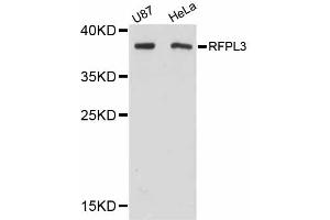 Western blot analysis of extracts of various cell lines, using RFPL3 antibody (ABIN5998688) at 1:3000 dilution. (RFPL3 Antikörper)