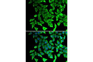 Immunofluorescence analysis of A549 cells using PTGES2 antibody. (PTGES2 Antikörper)