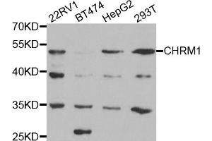 Western blot analysis of extracts of various cell lines, using CHRM1 antibody. (CHRM1 Antikörper)
