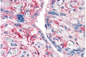 Anti-CD26 antibody  ABIN960764 IHC staining of human placenta. (DPP4 Antikörper  (Internal Region))