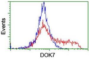 HEK293T cells transfected with either RC219267 overexpress plasmid (Red) or empty vector control plasmid (Blue) were immunostained by anti-DOK7 antibody (ABIN2455837), and then analyzed by flow cytometry. (DOK7 Antikörper)