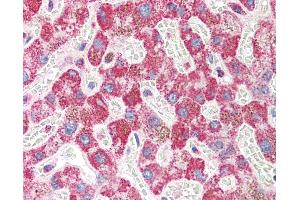 Anti-FBXO43 / EMI2 antibody IHC of human liver. (FBXO43 Antikörper  (N-Term))