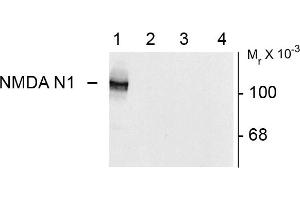 Western blots of 10 ug of HEK 293 cells expressing: Lane 1 - NR1 subunit containing the N1 and C2' Insert showing specific immunolabeling of the ~120k NR1 subunit of the NMDA receptor containing the N1 splice variant insert. (GRIN1/NMDAR1 Antikörper)
