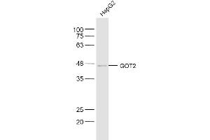 HepG2 lysates probed with GOT2 Polyclonal Antibody, Unconjugated  at 1:300 dilution and 4˚C overnight incubation. (GOT2 Antikörper  (AA 81-180))