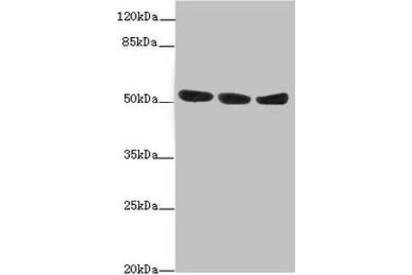 KYNU antibody  (AA 1-307)
