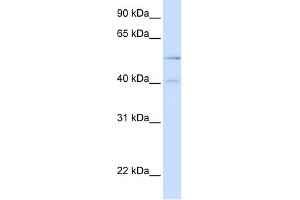 WB Suggested Anti-ATG4B Antibody Titration: 0. (ATG4B Antikörper  (N-Term))