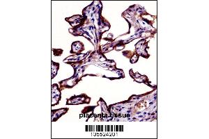 ALPP Antibody immunohistochemistry analysis in formalin fixed and paraffin embedded human placenta tissue followed by peroxidase conjugation of the secondary antibody and DAB staining. (PLAP Antikörper  (N-Term))
