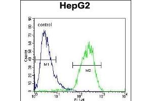 CHPT1 Antibody (N-term) (ABIN654145 and ABIN2844012) flow cytometric analysis of HepG2 cells (right histogram) compared to a negative control cell (left histogram). (CHPT1 Antikörper  (N-Term))