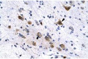 Immunohistochemical staining (Formalin-fixed paraffin-embedded sections) of human brain with KCNH6 polyclonal antibody  at 4-8 ug/mL working concentration. (KCNH6 Antikörper  (N-Term))