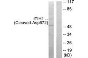 Western blot analysis of extracts from Jurkat cells, treated with etoposide 25uM 24h, using ITIH1 (Cleaved-Asp672) Antibody. (ITIH1 Antikörper  (Cleaved-Asp672))