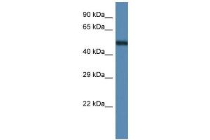 WB Suggested Anti-Anxa11 Antibody   Titration: 1.
