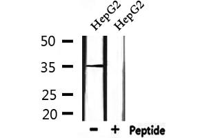 Western blot analysis of extracts from HepG2, using HOR5'Beta8 Antibody. (OR51J1 Antikörper)