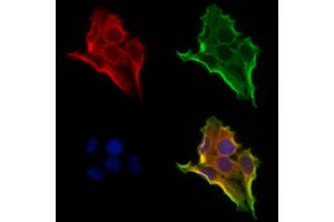 ABIN6260791 and ABIN6273208 staining Hela cells by IF/ICC. (CHCHD4 Antikörper  (N-Term))
