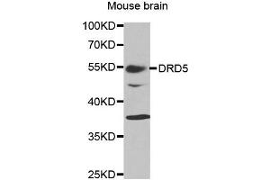 Western blot analysis of extracts of mouse brain tissue, using DRD5 antibody. (DRD5 Antikörper)