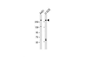 Western Blot at 1:2000 dilution Lane 1: A431 whole cell lysate Lane 2: U-2OS whole cell lysate Lysates/proteins at 20 ug per lane. (NBAS Antikörper  (AA 628-661))