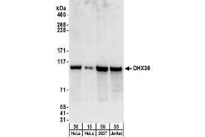 Western Blotting (WB) image for anti-DEAH (Asp-Glu-Ala-His) Box Polypeptide 36 (DHX36) (C-Term) antibody (ABIN7449716) (DHX36 Antikörper  (C-Term))