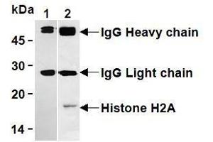 Western Blotting (WB) image for anti-Histone H2A antibody (ABIN1107544)