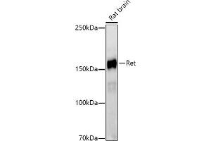 Western blot analysis of extracts of Rat brain, using Ret antibody (ABIN7269925) at 1:1000 dilution. (Ret Proto-Oncogene Antikörper)