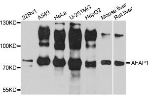 Western blot analysis of extracts of various cell lines, using AFAP1 antibody (ABIN1870854) at 1:1000 dilution. (AFAP Antikörper)