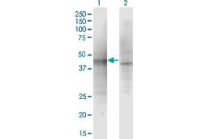 Western Blot analysis of ASZ1 expression in transfected 293T cell line by ASZ1 monoclonal antibody (M01), clone 3C9. (ASZ1 Antikörper  (AA 127-234))