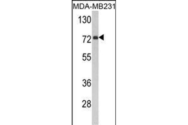 FMO3 Antikörper  (N-Term)