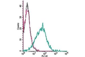 Cell surface detection of P2X1 by indirect flow cytometry in live intact human MEG-01 megakaryocytic leukemia cells:  (black line) Cells. (P2RX1 Antikörper  (Extracellular))