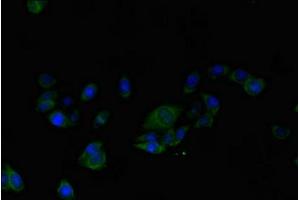 Immunofluorescent analysis of HepG2 cells using ABIN7143770 at dilution of 1:100 and Alexa Fluor 489-congugated AffiniPure Goat Anti-Rabbit IgG(H+L) (ALG2 Antikörper  (AA 303-405))