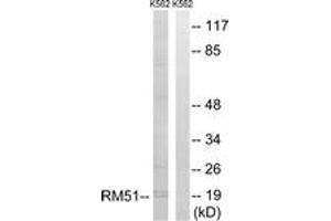 Western Blotting (WB) image for anti-Mitochondrial Ribosomal Protein L51 (MRPL51) (AA 51-100) antibody (ABIN2890058) (MRPL51 Antikörper  (AA 51-100))