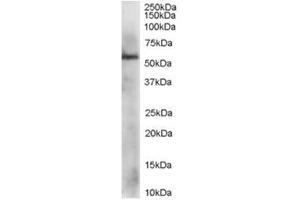 Image no. 1 for anti-Protein Disulfide Isomerase Family A, Member 3 (PDIA3) (C-Term) antibody (ABIN374286) (PDIA3 Antikörper  (C-Term))