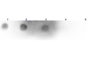 Dot Blot results of Rabbit Anti-Mouse IgM Antibody Peroxidase Conjugated.