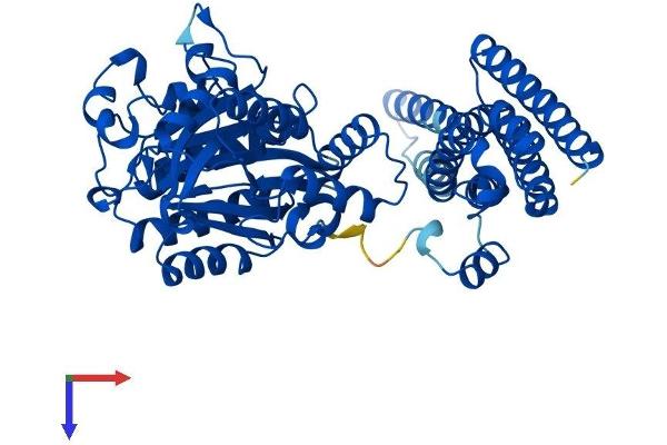 FTCD Protein (AA 1-541) (His tag)
