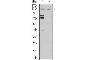 Western blot analysis using MIB1 mouse mAb against Hela (1) and COS7 (2) cell lysate. (MIB1 Antikörper  (AA 6-221))