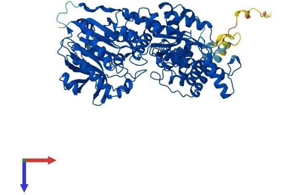 NADSYN1 Protein (AA 1-725) (His tag)