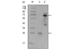 Western Blot showing SYK antibody used against truncated SYK-His recombinant protein (1) and PMA induced THP-1 cell lysate (2). (SYK Antikörper  (AA 296-484))